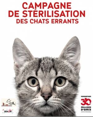 Campagne chat